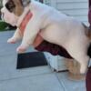 English bulldog puppies 