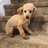 Red toy poodle for sale