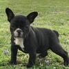 Female frenchies