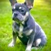 Beautiful Small Frenchie Female