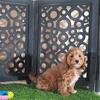 Tootsie Stunning Chocolate Female Poodle