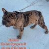 Compact Merl Big Rope French Bulldog stud