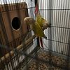 Proven Breeding pair of Dilute conure