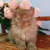 NEW Elite British kitten from Europe with excellent pedigree, male. Egor