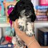 Cocker spaniel female 6 weeks