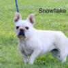 Beautiful cream female frenchie