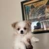 Male Pomchi for rehoming in Detroit, Michigan