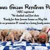 Golden Retrievers