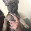 AKC frenchies to rehome