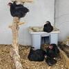 Bantam Wyandotte Flock