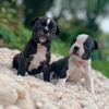 male boston terrier puppies