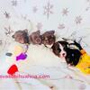 Gorgeous chihuahua puppies available