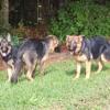 AKC registered German shepherd puppies Males