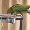 Red Fronted Macaw for sale