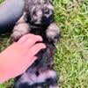 CKC Male Schnoodle Puppy