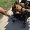 8 weeks old Belgium malinois