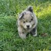 CKC registered chow chow puppies