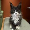 Purebred mainecoon with pedigree