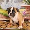 Mini Bullie Blend Puppies born July 18, 2024