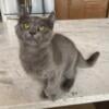 TICA Highlander Kitten Available for Sale