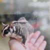Sugar Glider