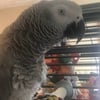 African grey