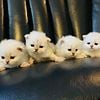 Silver chinchilla persian kittens