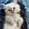 Purebred mitted male lavender point ragdoll kitten