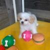 Shih Tzu puppies 3 girls $700 shavon 