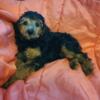 Phantom mini poodle male AKC