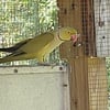 Indian Ringneck mature male