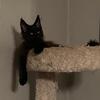 Maine Coon Kittens, Almond NY