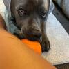 9 month old blue male