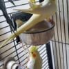 Cockatiels