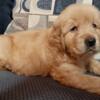 AKC Golden Retriever Puppies