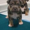 Standard / XL American Bully Puppies. ABKC. Great Ped. Gorgeous pups!