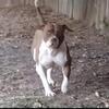 XL FEMALE AVAILABLE with ADBA papers