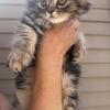 Purebred Persian Boy