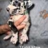 great dane puppies for sale