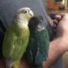 Two conures well loved Green cheek and pineapple
