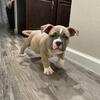 ABKC American Bully