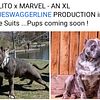 American Bully - Blueswaggerline