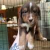 Adorable Australian Shepherd Puppies!