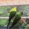 Proven Nanday conure pairs AVAILABLE