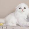 NEW Elite Scottish fold kitten from Europe with excellent pedigree, male. Bonus