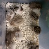 Hamsters for sale