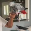 Congo African grey female