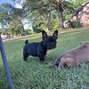 Micro bullies