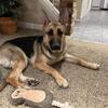 German Shepherd Pure Bred