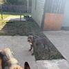 American bully